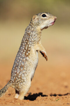 Mexican Ground Squirrel standing alert in Texas desert