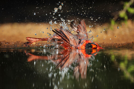 Male Cardinal bathing in water at santa clara Ranch, Texas, USA