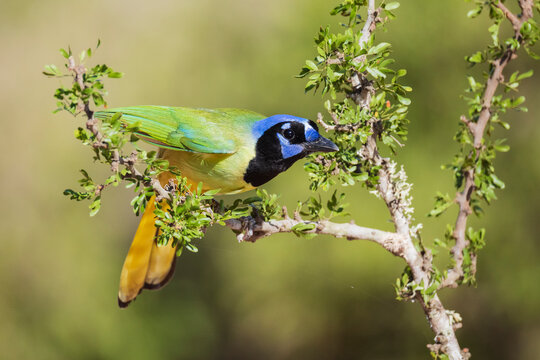 Green jay perched on branch at santa clara Ranch