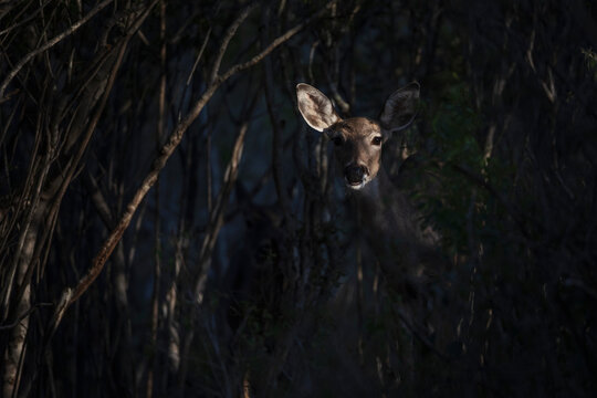 White-Tailed Deer Doe emerging from Brush at santa clara Ranch Texas
