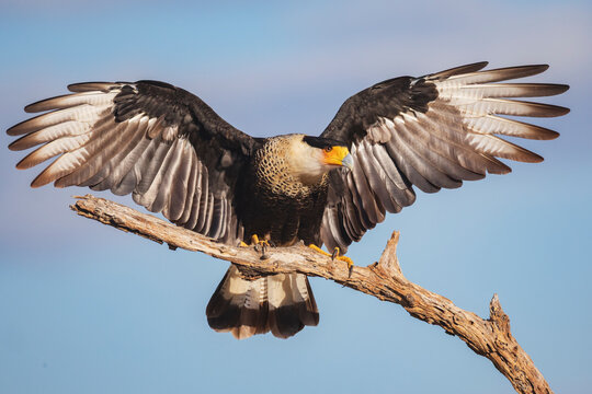 Crested Caracara bird with outstretched wings perched on branch