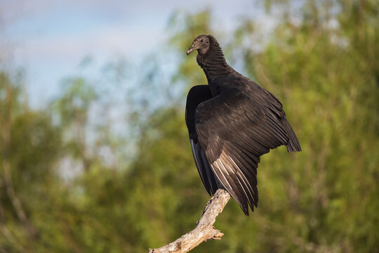 Black vulture perched on a dead branch in Texas nature reserve