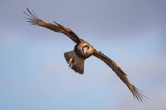 Juvenile Caracara soaring in Flight at santa clara ranch Texas