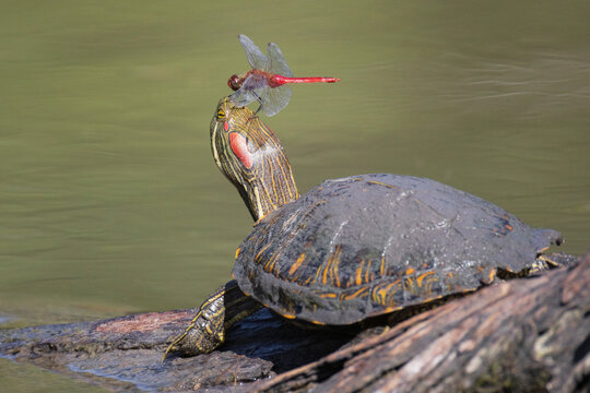 Roseate skimmer dragonfly perched on red-Eared Slider turtle's head