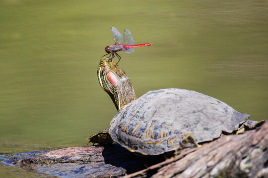Red dragonfly perched on red-Eared Slider turtle in Texas water