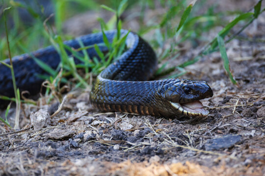 Indigo Snake on natural ground at santa clara ranch Texas