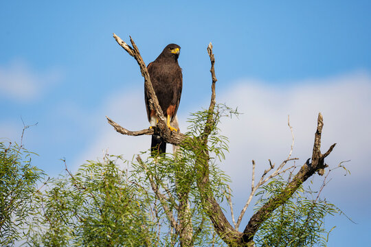 Harris hawk perched in a Mesquite Tree at santa clara ranch