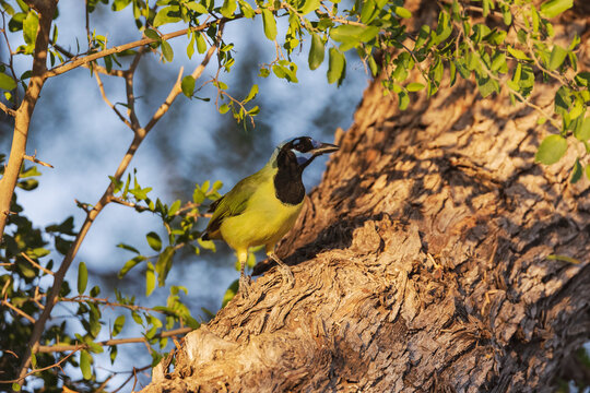 Green jay perched on tree bark