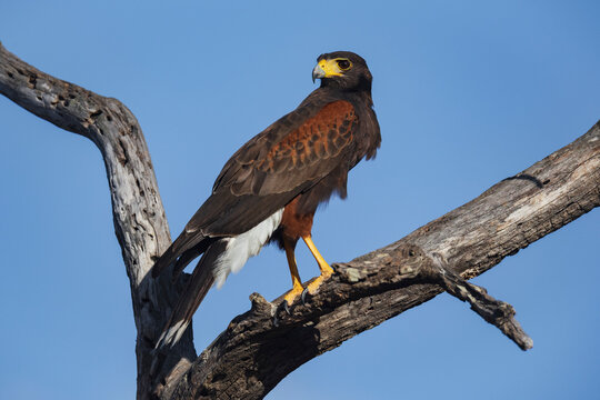 Hawk perched in a dead tree at santa clara ranch, Texas