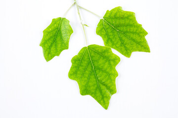 Three vibrant green lobed leaves attached to a slender stem, isolated on a plain white background, showing clear vein patterns. © tai