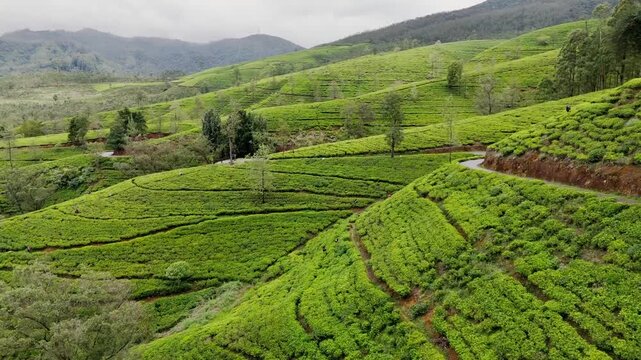 Cinematic aerial drone shot flying forward over beautiful lush green terraced tea plantation hills and dirt roads in Nanu Oya Sri Lanka