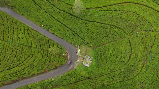 Cinematic aerial top down drone shot ascending over a lush green tea plantation as a tuk tuk drives around a steep winding curve in Nuwara Eliya Sri Lanka