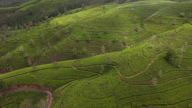 Cinematic aerial drone shot flying backward over lush green rolling hills of a tea plantation near Nanu Oya and Edinburgh Estate in Sri Lanka