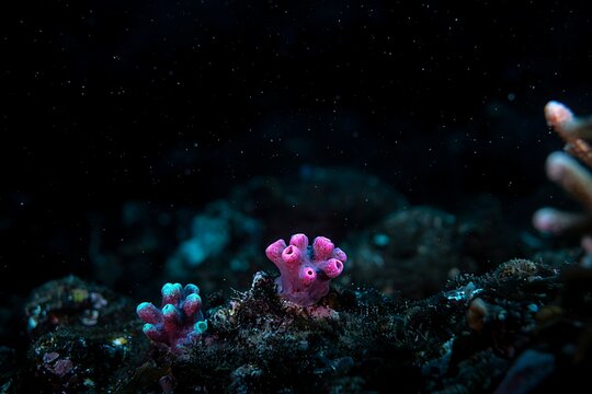 Macro Underwater View of Bright Pink and Blue Sponges Growing on Dark Ocean Seabed
