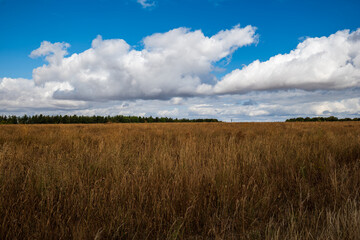 Fototapeta premium Wide view of dry golden grass field under blue sky with fluffy white cumulus clouds in countryside landscape