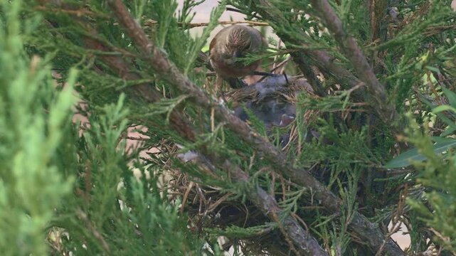 A male linnet (Linaria cannabina) feeds the chicks in the nest. Parents&rsquo; care for their children in the wild.