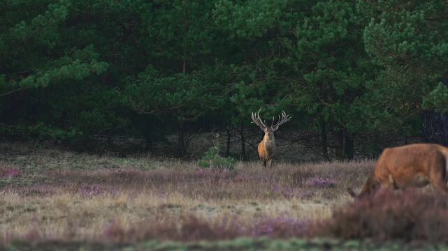 Wild red deer (Cervus elaphus) during the autumn rutting season in a European forest. Natural wildlife footage capturing the behavior of red deer in their woodland habitat during the breeding season.