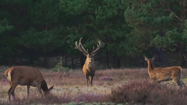 Red deer (Cervus elaphus) observed in a natural woodland environment in the Netherlands during the autumn breeding season. The footage captures wild deer in their forest habitat at a time of increased
