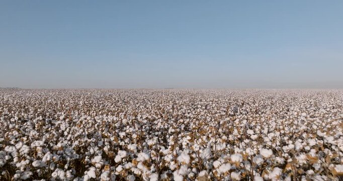 Cotton field on sunny day during harvest season. Low aerial flying backwards