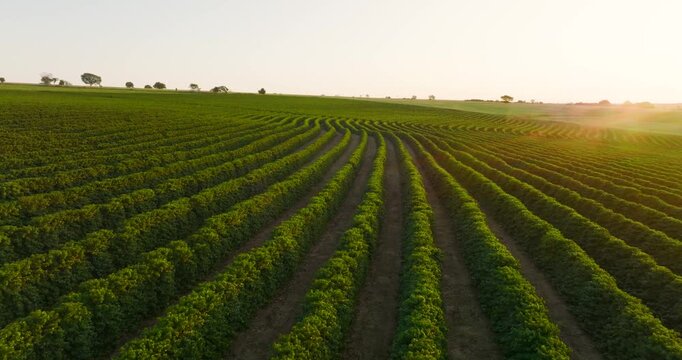 Aerial low flying over coffee farm at golden hour, Brazil