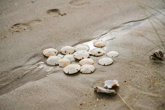 Collection of White Sand Dollars Resting on Damp Coastal Sand Beach Near Small Tidal Pool
