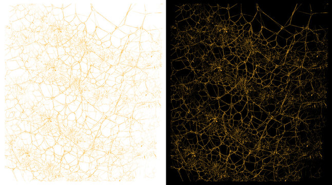 Golden neural network pattern, intricate gold web texture on black and white backgrounds, abstract biological cell structure illustration