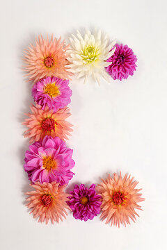 Letter C created from real, fresh dahlia flowers. Floral typography concept, floral font with colorful, vibrant flowers,A unique collection of letters and numbers for design. 