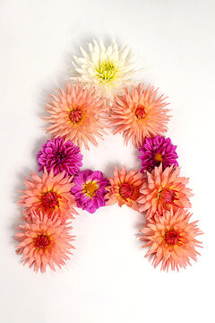 Letter A created from real, fresh dahlia flowers. Floral typography concept, floral font with colorful, vibrant flowers,A unique collection of letters and numbers for design.