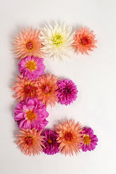 Letter E created from real, fresh dahlia flowers. Floral typography concept, floral font with colorful, vibrant flowers,A unique collection of letters and numbers for design.