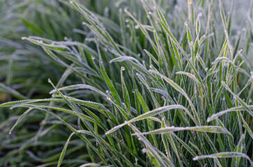 Obraz premium Green grass blades covered in morning frost and ice crystals under soft winter light background