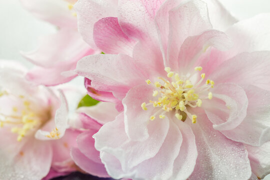 A macro shot of soft pink blooming flowers with yellow stamens, showing delicate petals and fine details.