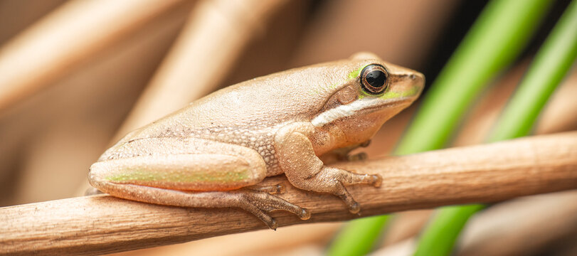 The eastern dwarf tree frog, also known as the eastern sedge frog, is a species of tree frog native to Australia.