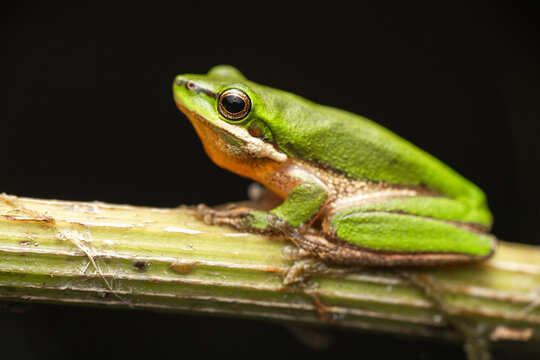 The eastern dwarf tree frog, also known as the eastern sedge frog, is a species of tree frog native to Australia.