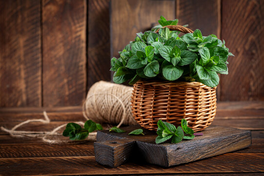 Mint. Bunch of fresh green organic mint leaf on wooden table closeup. Peppermint in small basket on natural wooden background