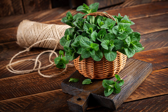 Mint. Bunch of fresh green organic mint leaf on wooden table closeup. Peppermint in small basket on natural wooden background