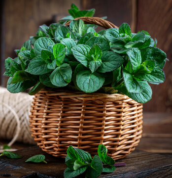 Mint. Bunch of fresh green organic mint leaf on wooden table closeup. Peppermint in small basket on natural wooden background