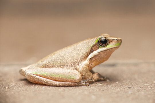 The eastern dwarf tree frog, also known as the eastern sedge frog, is a species of tree frog native to Australia.