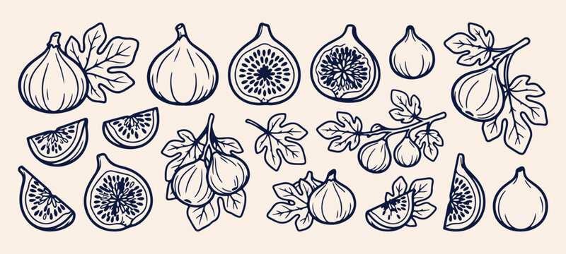 Whole figs and sliced fig fruit doodle, botanical fig tree leaves line art, fresh ripe fig halves drawing, sweet Mediterranean fruit harvest graphic, exotic organic fig seed cross section illustration
