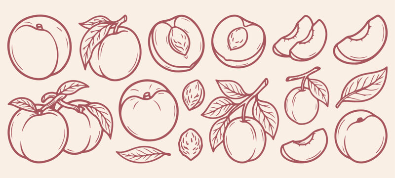 Sweet juicy peaches and apricots doodle, whole fresh peach and halves line art, botanical peach tree branch drawing, summer orchard stone fruit graphic, organic farm fresh fruit illustration, ripe apr