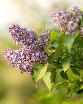lilac flowers in spring