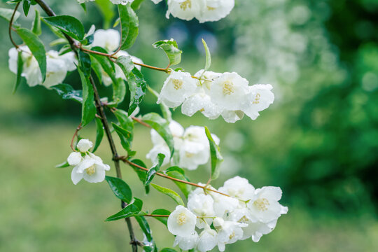 A close-up of delicate white flowers with water droplets growing on green branches, set against a blurred natural background.