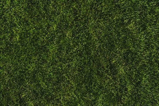 green grass texture - well-groomed turf in the garden, NO AI.