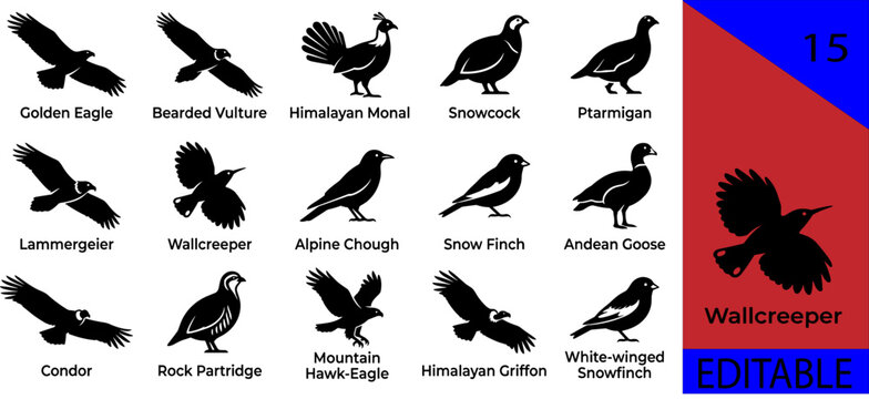 Black mountain alpine birds silhouette bundle golden eagle bearded vulture himalayan monal snowcock ptarmigan lammergeier wallcreeper alpine chough condor editable vector