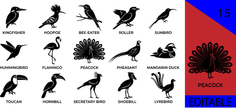 Black exotic colorful birds silhouette bundle kingfisher hoopoe bee-eater roller sunbird hummingbird flamingo peacock pheasant toucan hornbill secretary editable vector