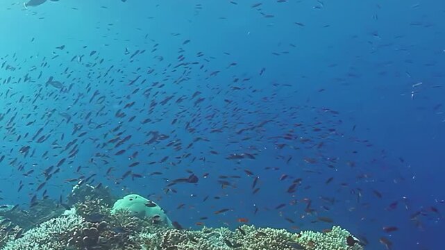 Large School of Small Fish Gathers beyond a Coral Reef Ledge. A coral ledge anchors the foreground while a broad school of small fish gathers in deeper blue water beyond the reef.
