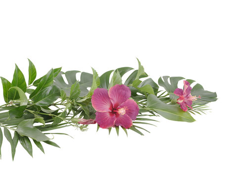 Pink hibiscus flowers and tropical green leaves arrangement isolated on transparent background vibrant lush foliage arranged horizontal botanical composition summer design projects