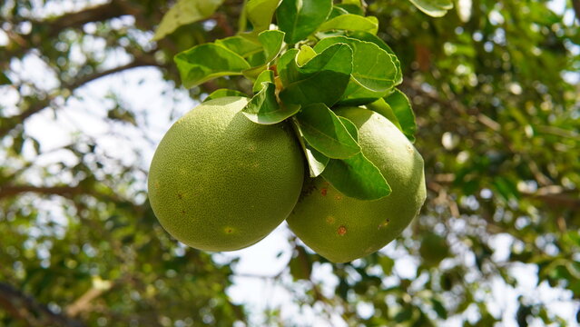 Fresh pomelo fruit with thick textured peel, commonly known as Bali orange. Suitable for fruit, food, agriculture, healthy lifestyle, and tropical produce concepts.
