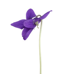 Obraz premium Fleur de Violettes 