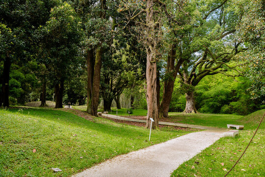 Scenic walking path through a lush green park with old trees