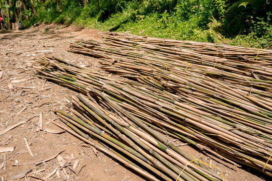 Cut bamboo poles and harvested logs lying on the ground. The stacked natural bamboo stalks are ready for construction, crafts, or processing in an outdoor setting.